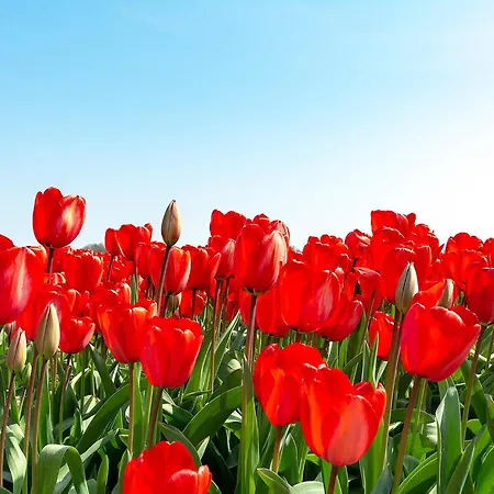 In Texel Near And Forest * Sint Maartensvlotbrug