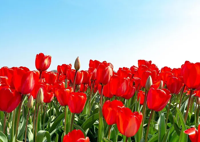 Dom wakacyjny In Texel Near And Forest Sint Maartensvlotbrug